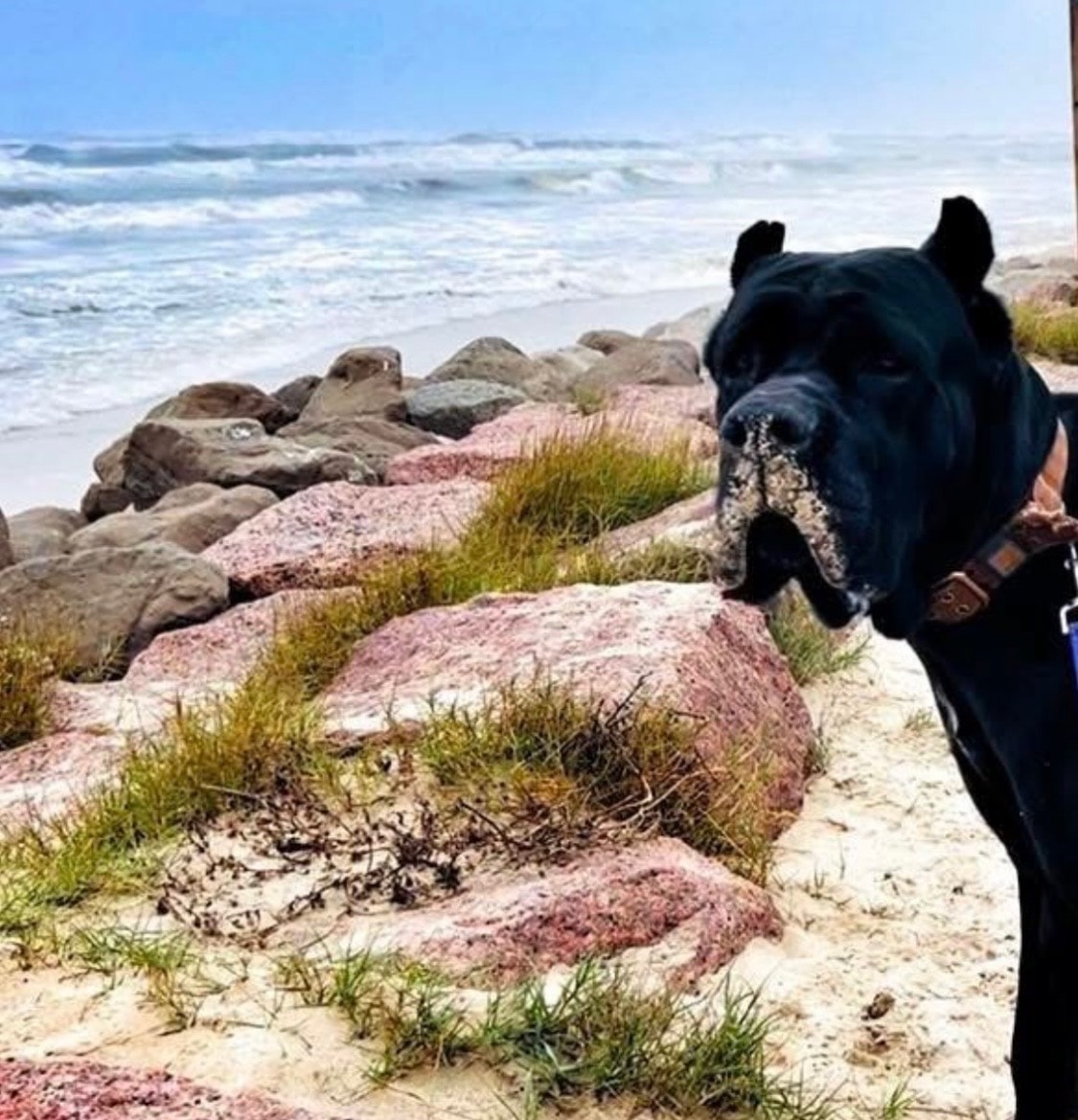 A true paradise for pets — sandy beaches and salty air await