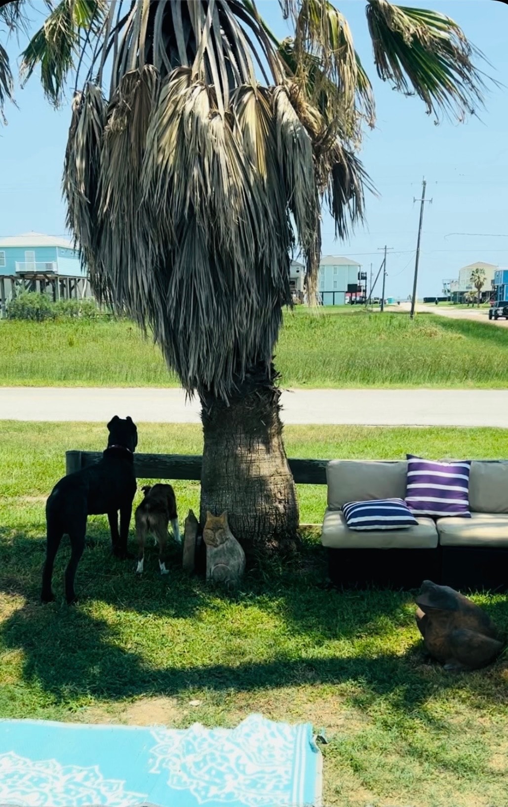 Furry friends relaxing under the palm trees — pets are always welcome at Surfside Beach RV Park